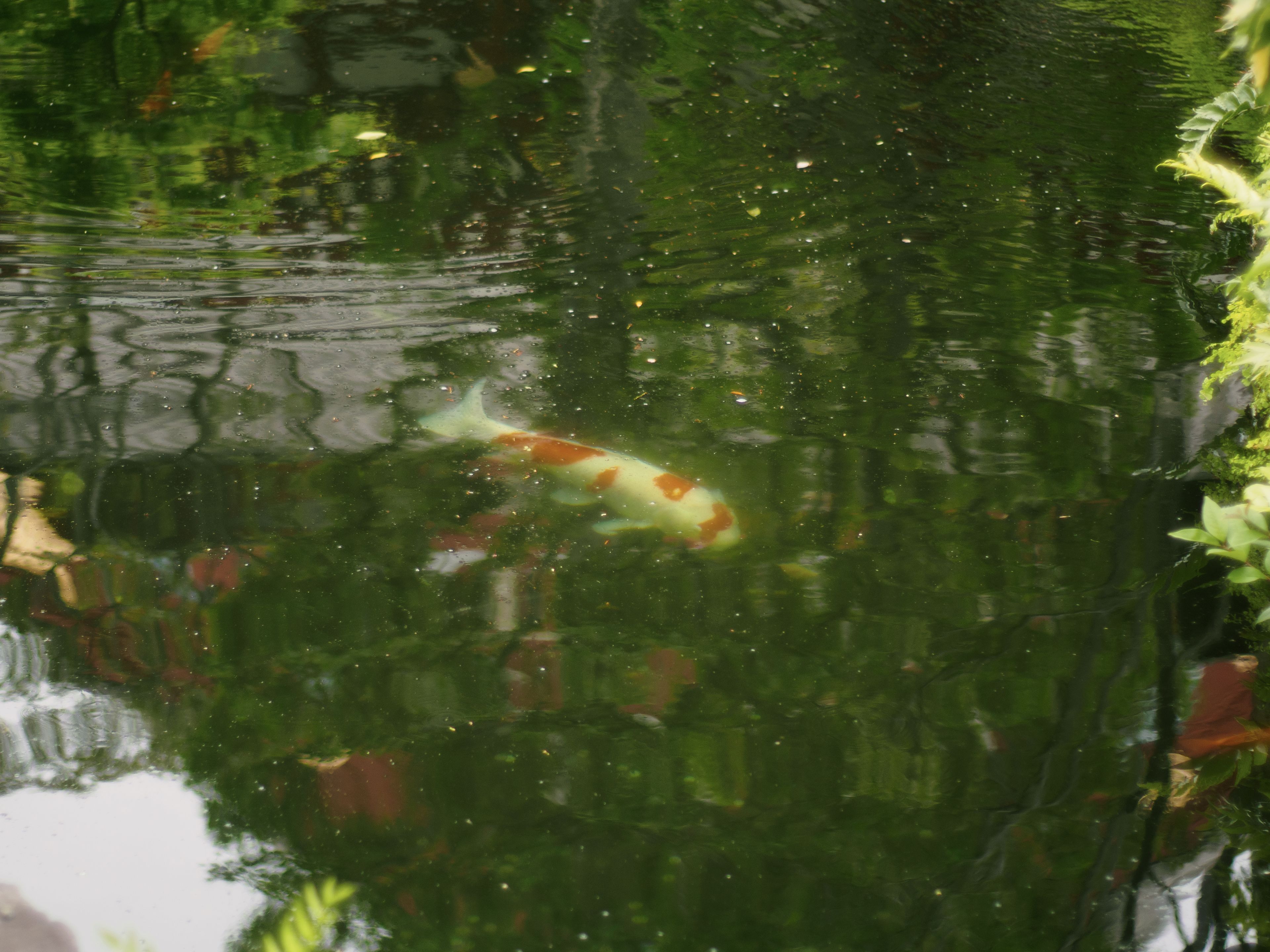 鯉（Koi）