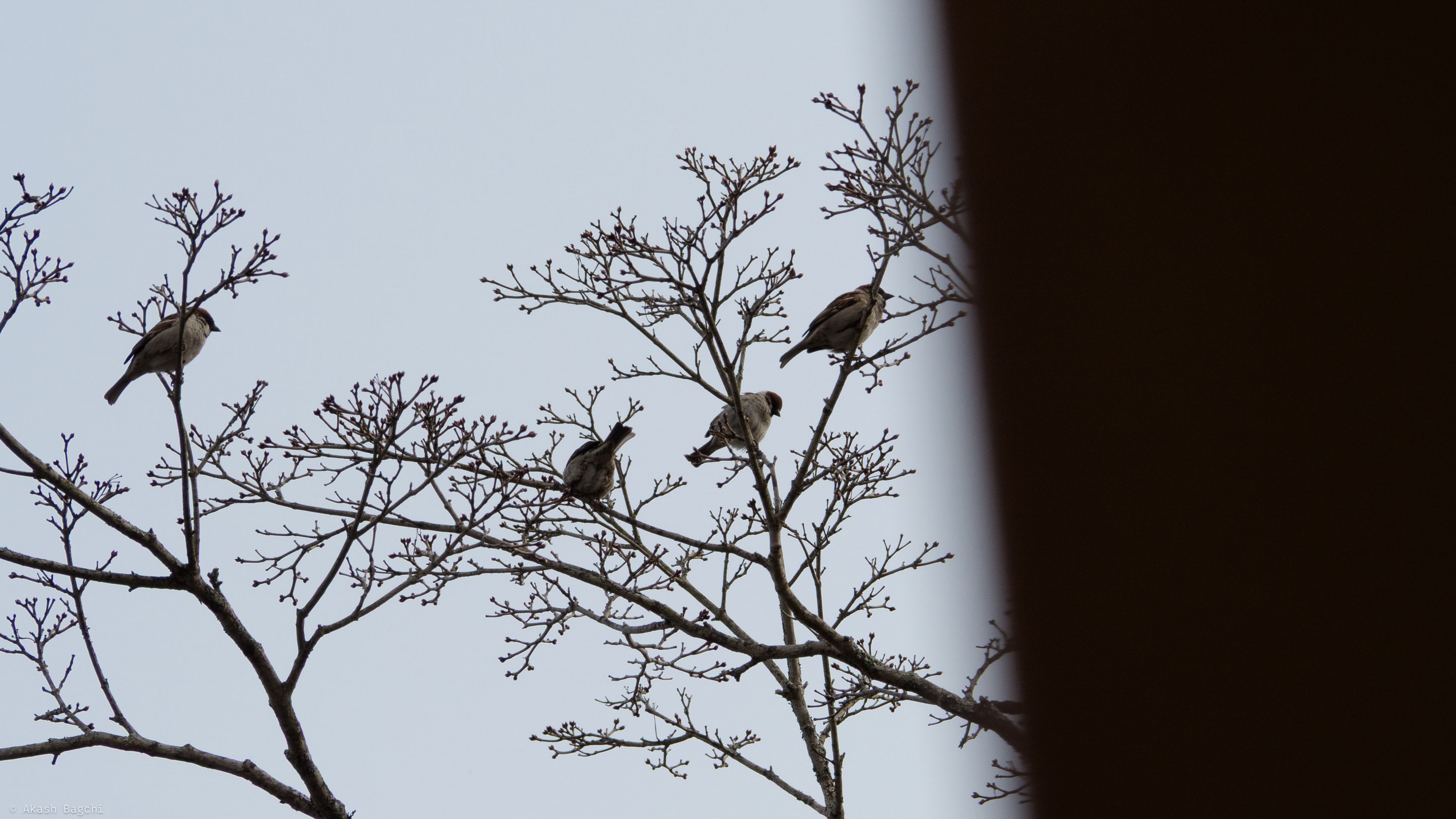 Swallow
