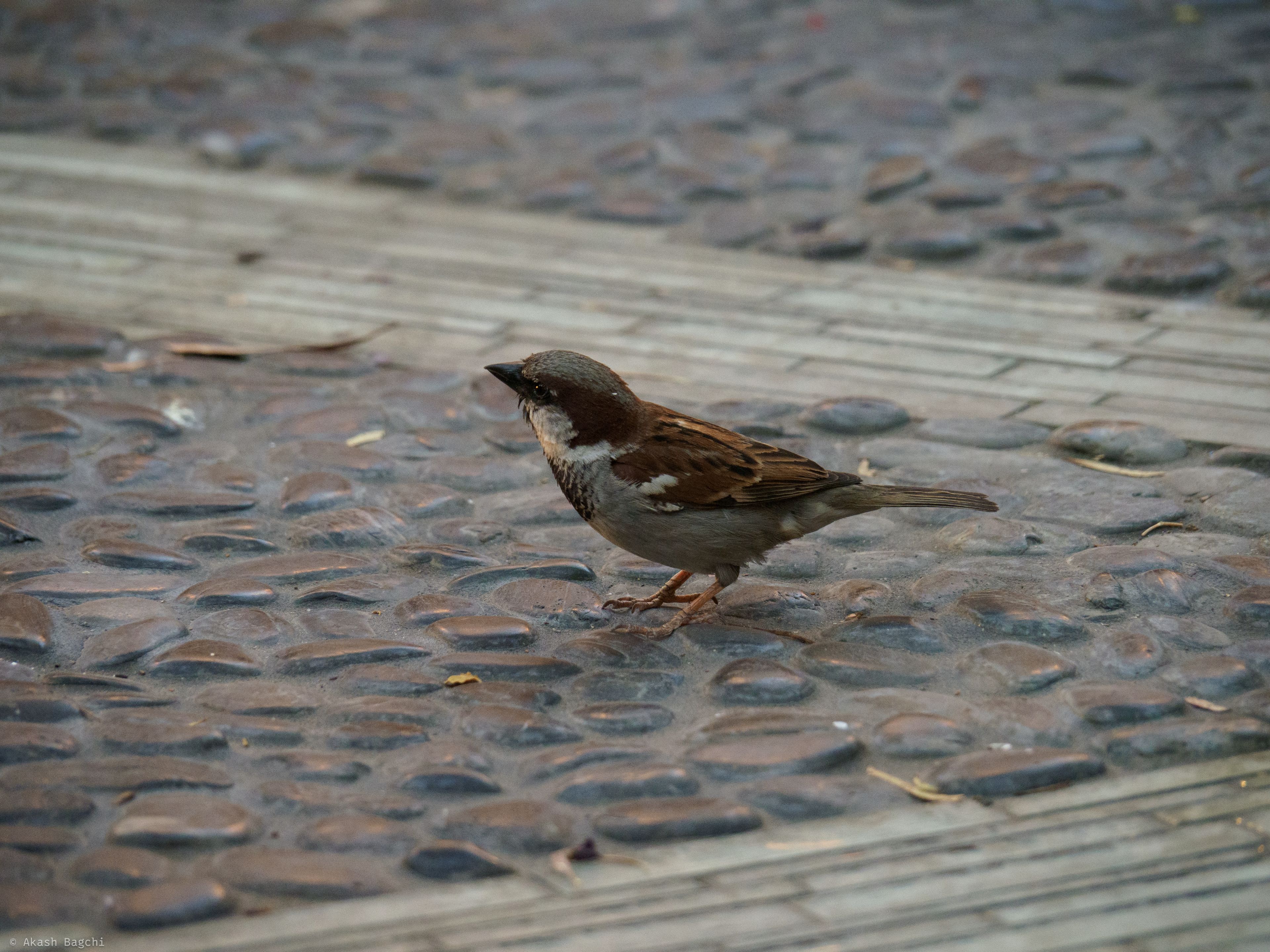 Big Thoughts for a Little Bird
