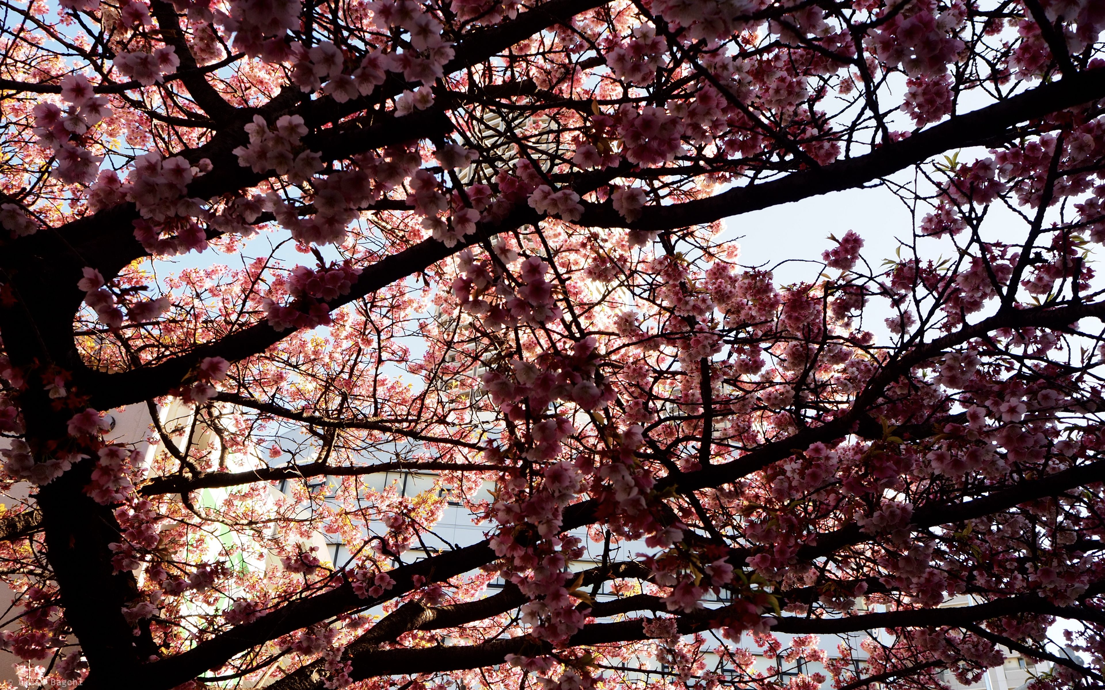 Spring Thaw