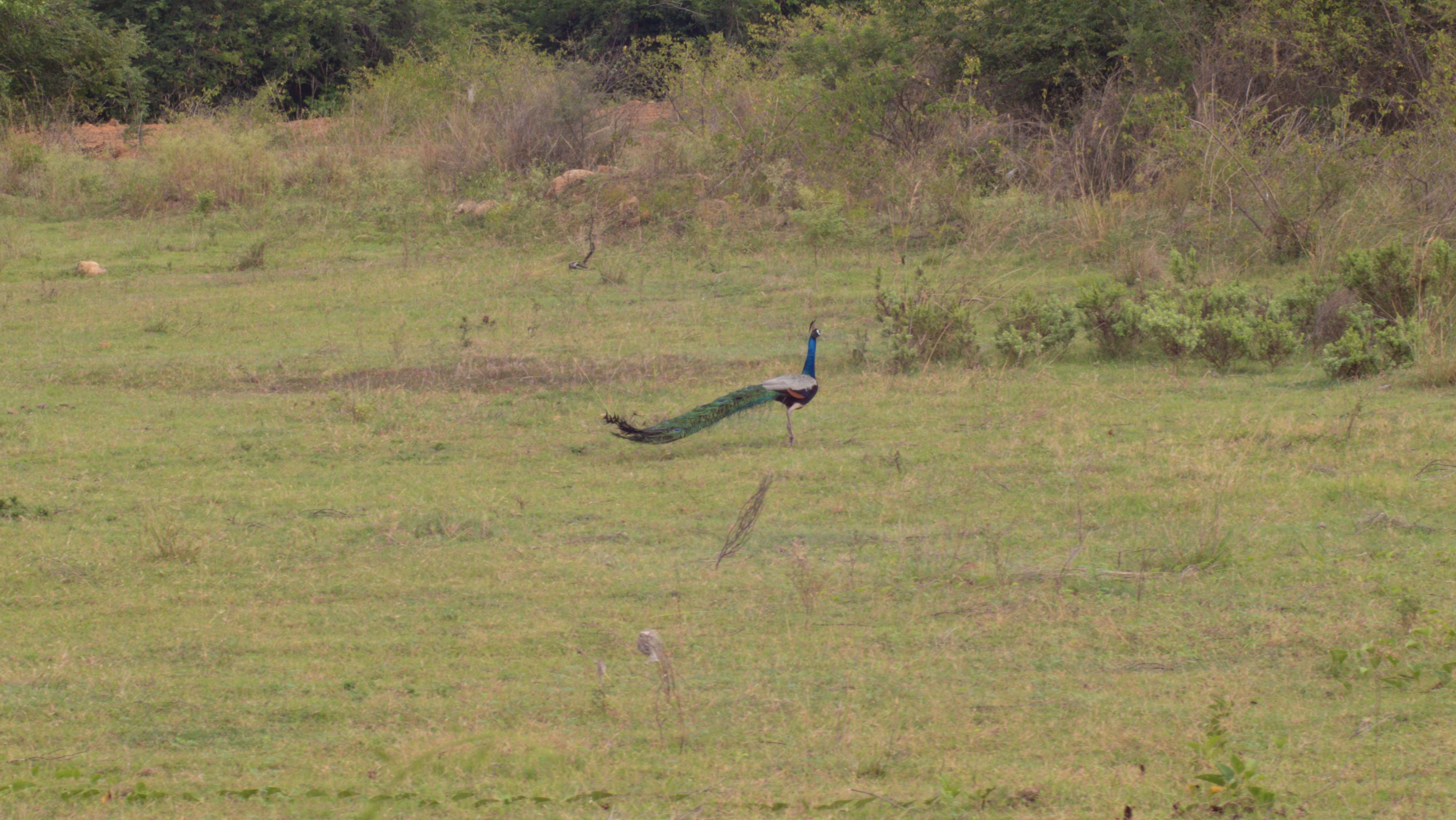 Indian Peafowl