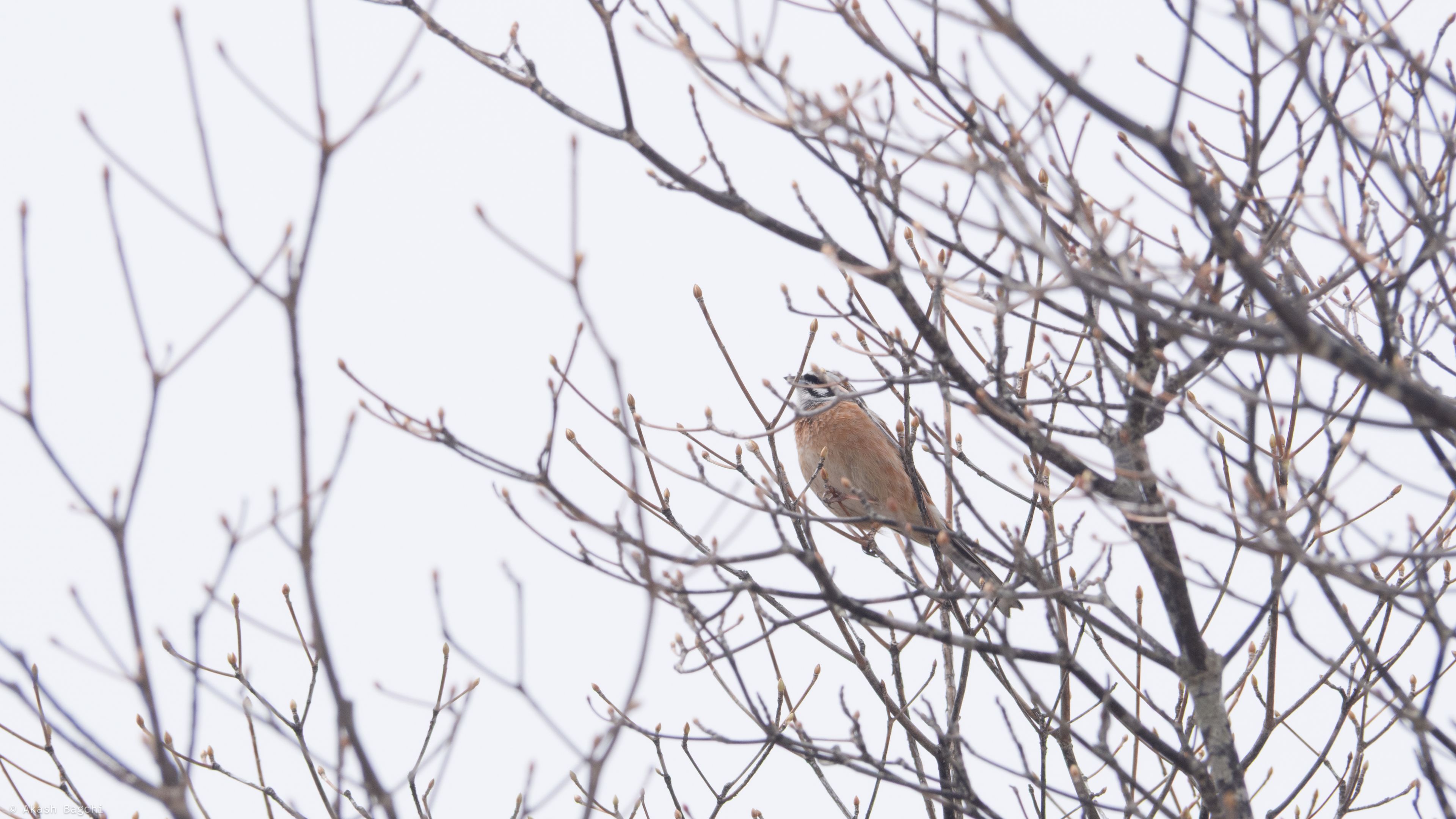 Budding (Birding)
