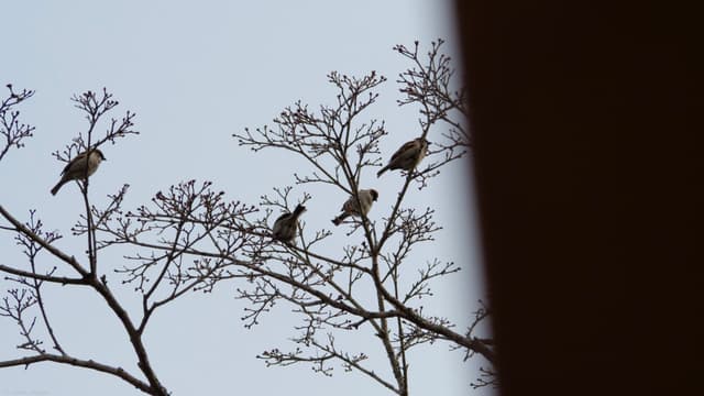 Swallow