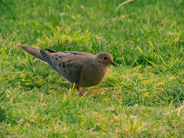 Mourning Dove