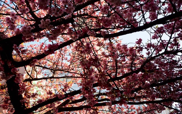 Spring Thaw