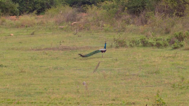 Indian Peafowl